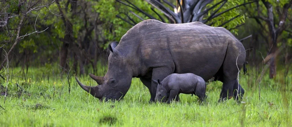 Pilanesberg Game Reserve Rhino South Africa