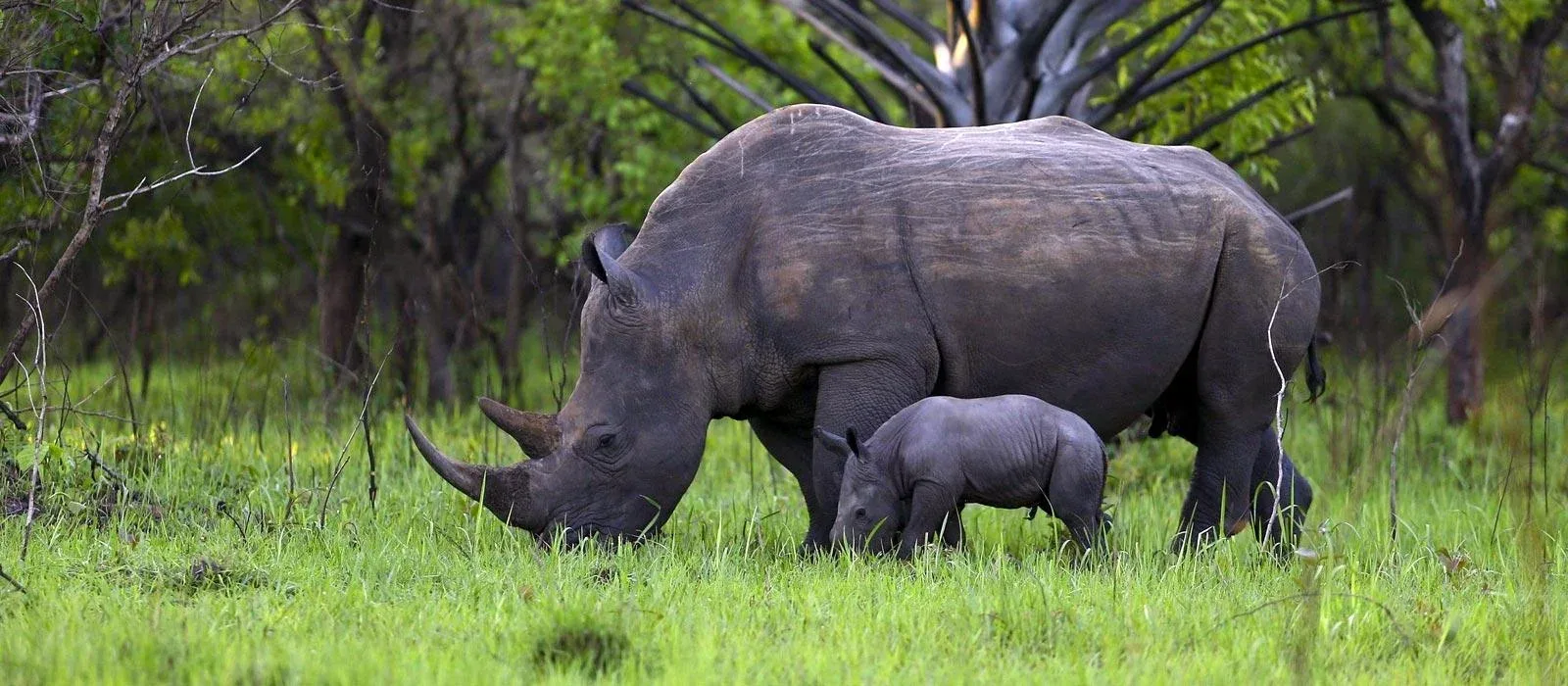 Pilanesberg-Game-Reserve-Rhino-South-Africa