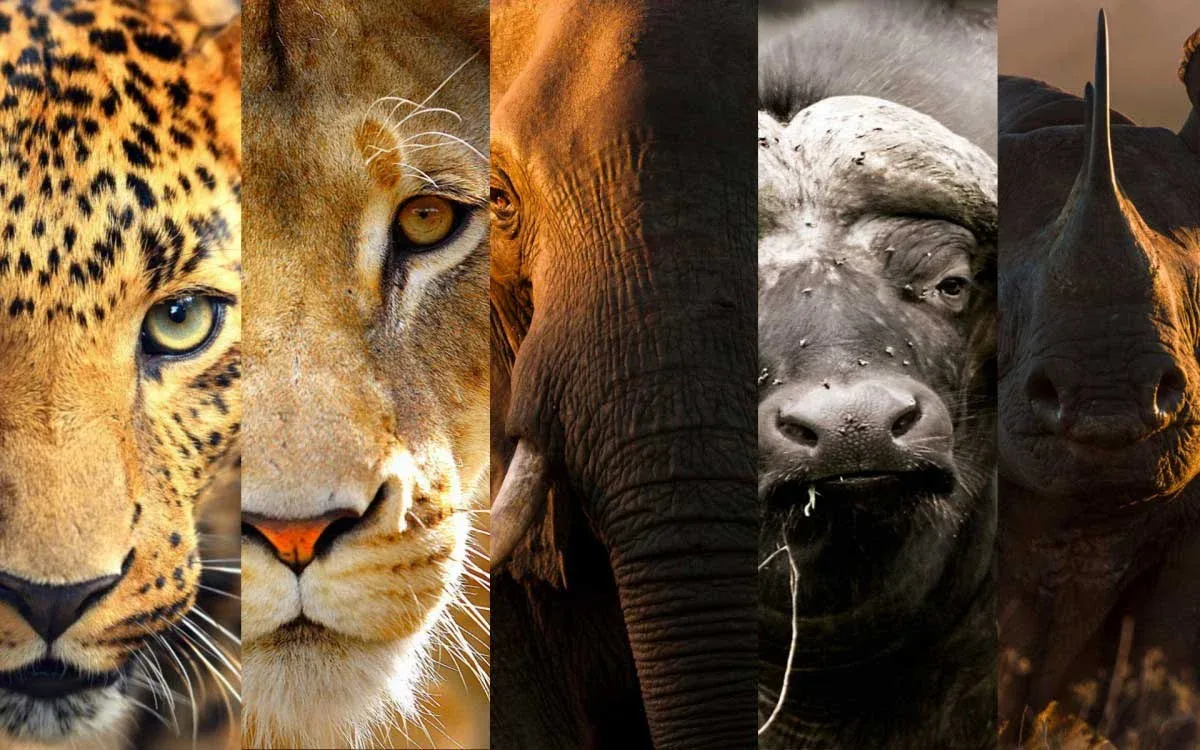 Places to See the Big 5 on Safari in Africa