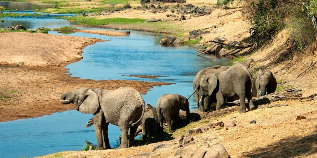 Ruaha National Park Southern Circuit Safaris In Tanzania
