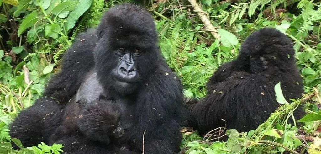 Rwanda the land of the mountain gorillas