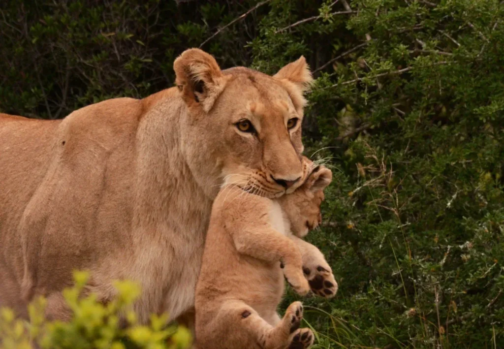 Schotia Safaris Private Game Reserve.