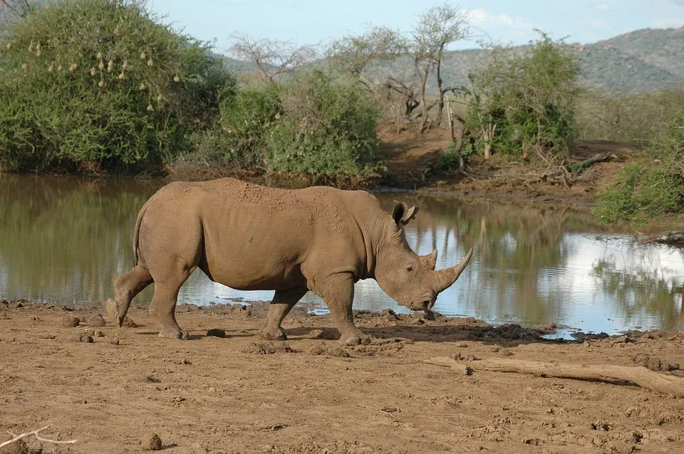 Selous Game Reserve rhino