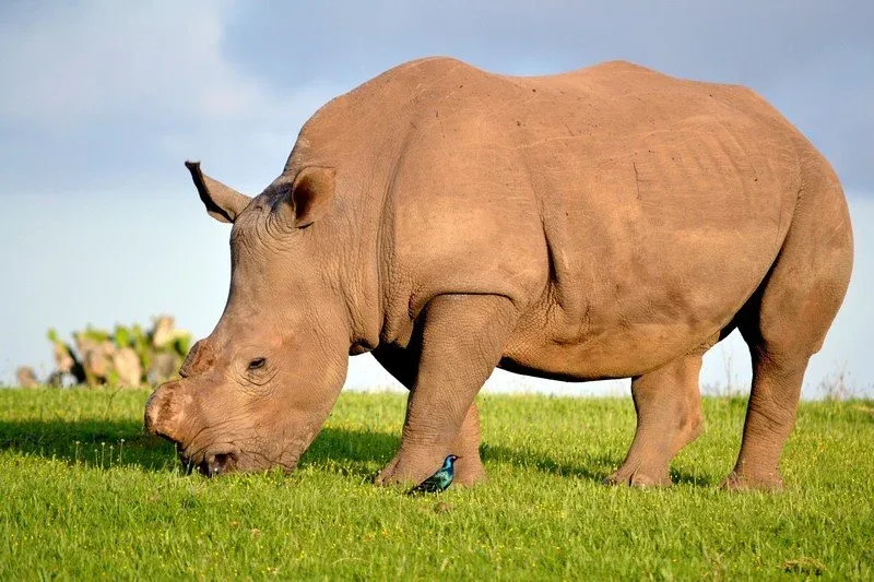 Shamwari Game Reserve rhino