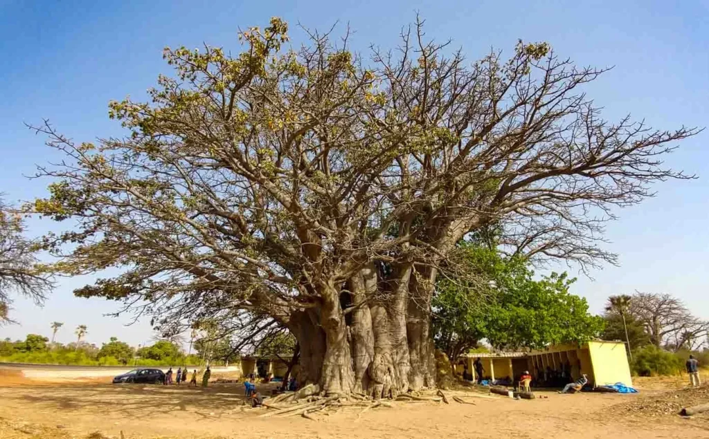 Sleep under a baobab tree.