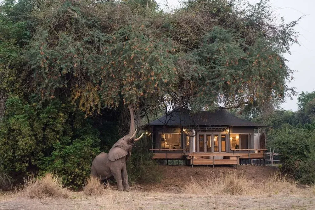 The Elephant Camp in Mana Pools National Park