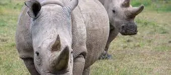 The Northern White Rhino endangered animals safaris