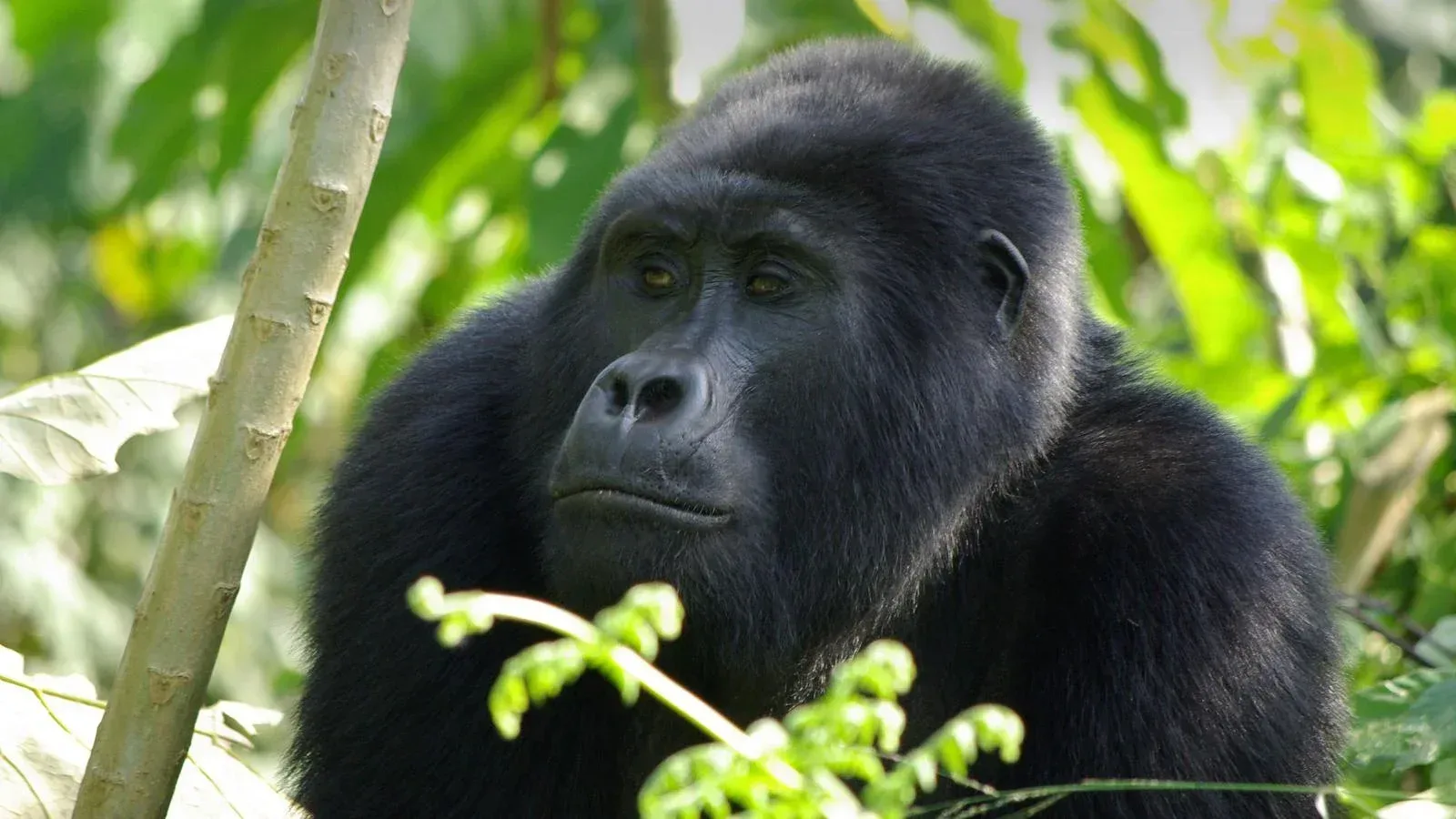 The Status of Gorilla Conservation in Africa