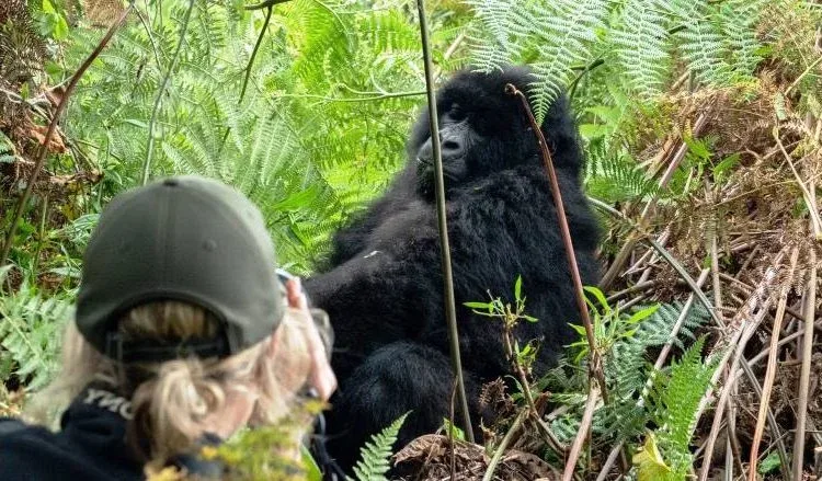 Track mountain gorillas in Ugandas Bwindi Impenetrable National Park