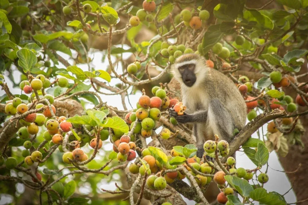 Uganda offers traditional wildlife