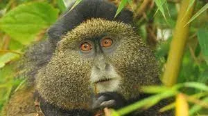 Visit Rwanda Golden monkeys.