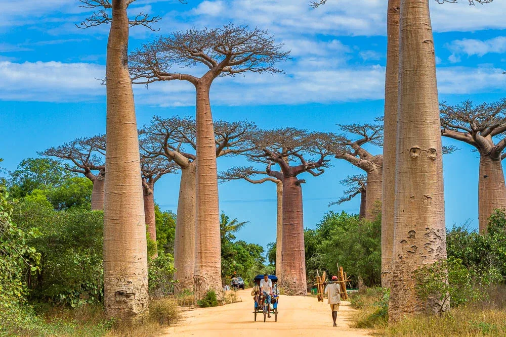 Walk Along the Avenue of the Baobabs 1