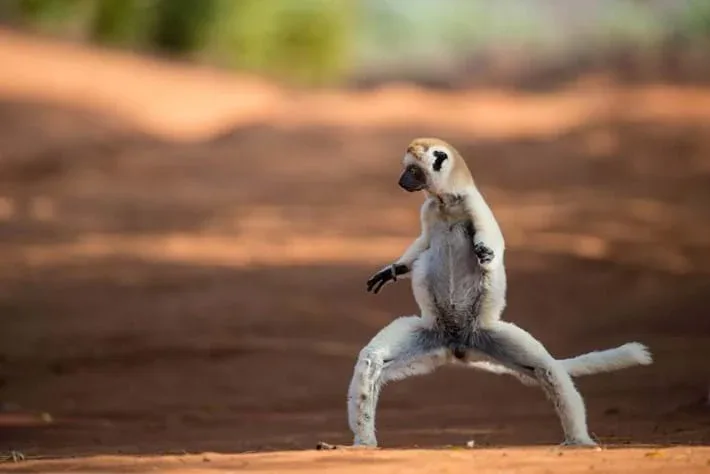 Watch Sifakas Dance in Zombie Vohibasia National Park
