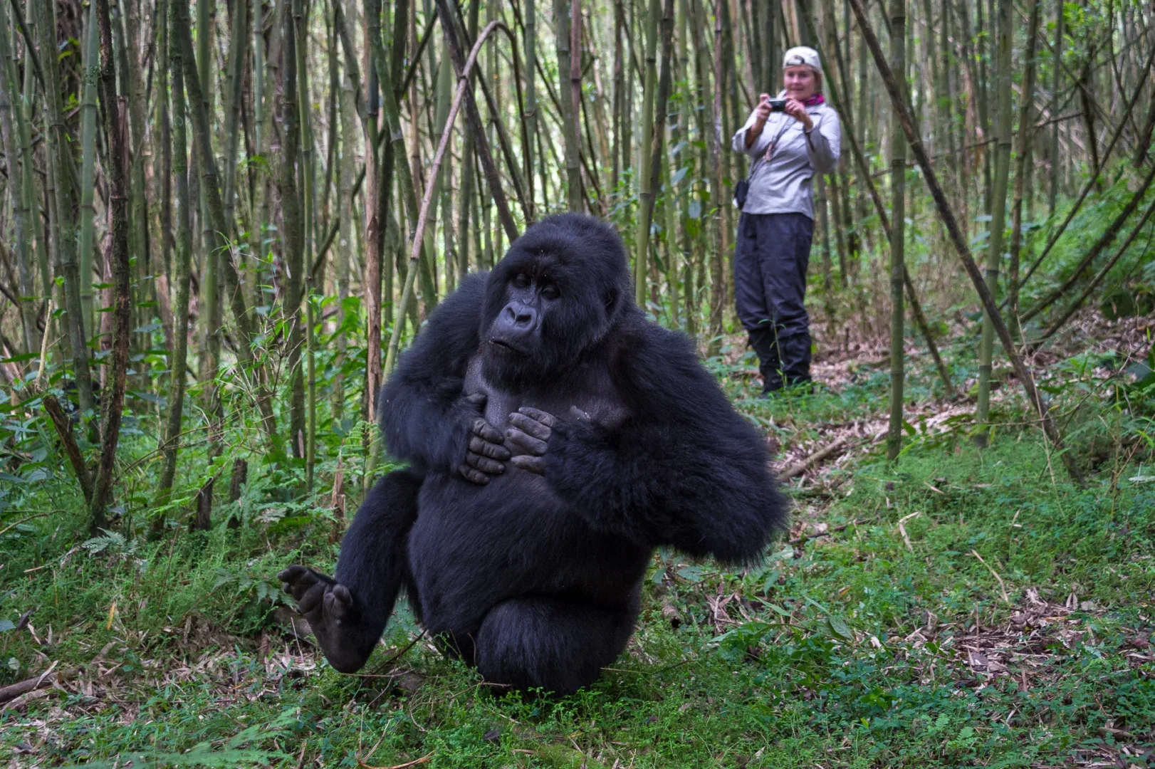 What-You-Need-To-Know-About-Gorilla-Permit-Uganda