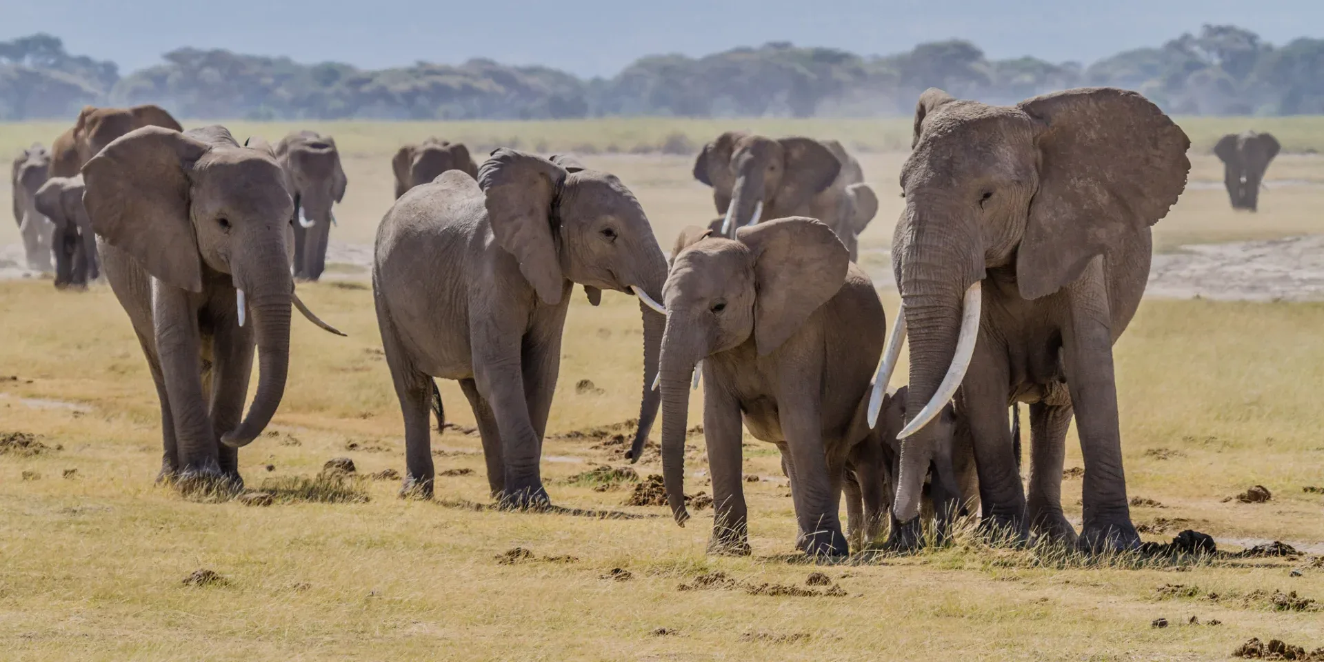 Where to See Elephants in Africa
