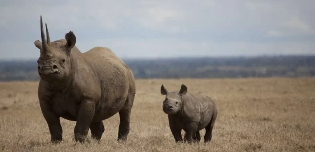 chobe national park rhino