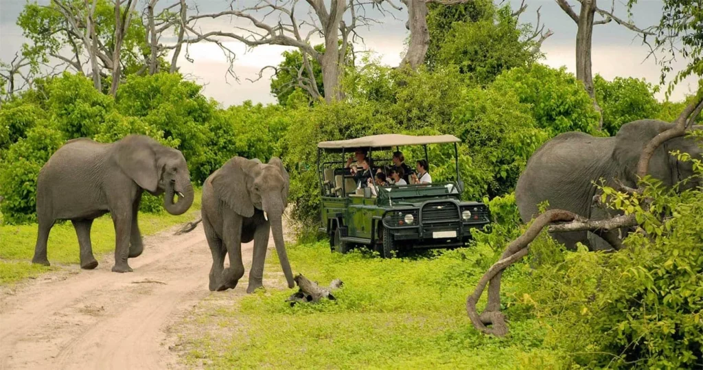 chobe national park safari packages