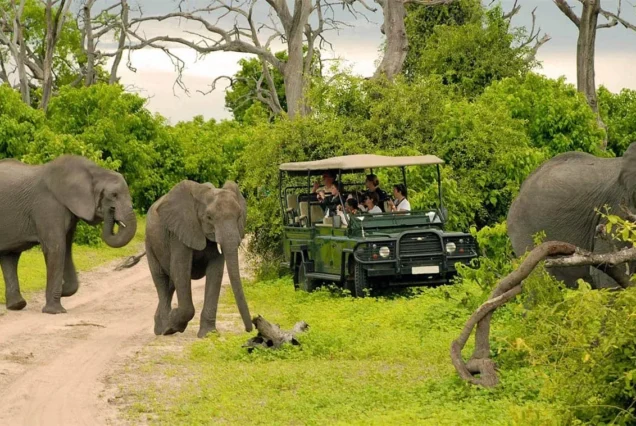 chobe national park safari packages