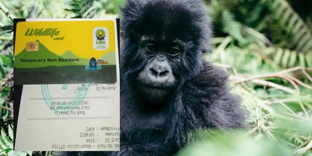 gorilla trekking permits