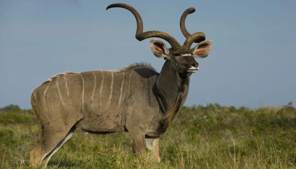 greater kudu horns