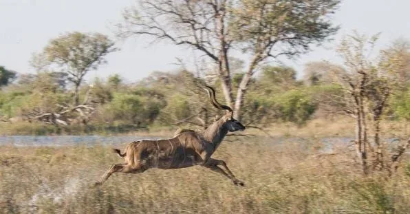 greater kudu jumping