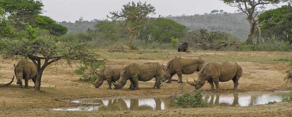 hluhluwe imfolozi park rhino park