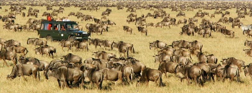 rekero-camp-game-drive-wildebeest-migration