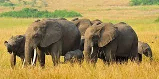 kibale forest national park elephants safaris