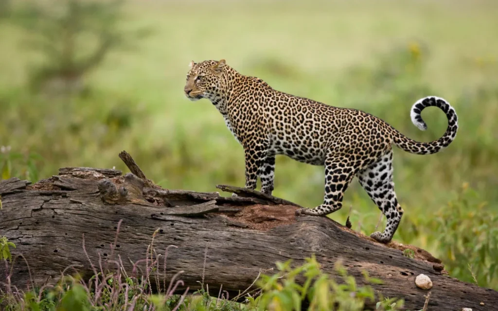 maasai mara national reserve leopards