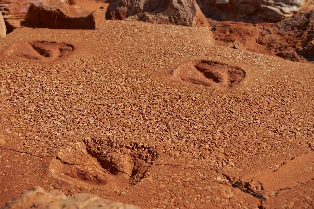 namib desert fossilized tracks