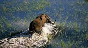 Okavango Delta elephant Africa safaris