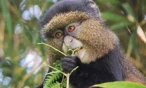 virunga national park monkeys