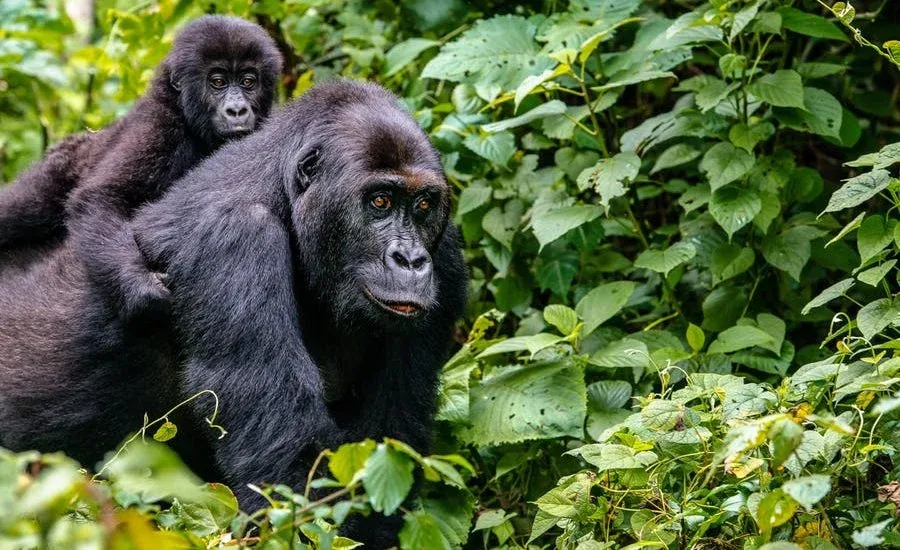 Virunga National Park safari package