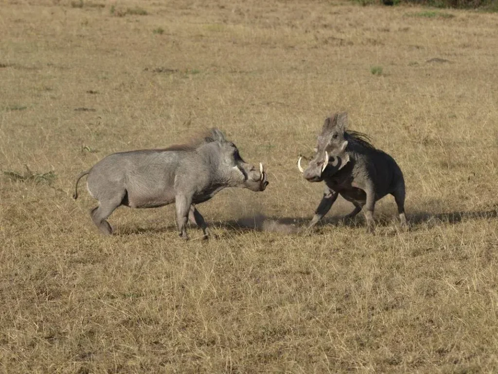 The tusks of a male warthog are used for fighting each other