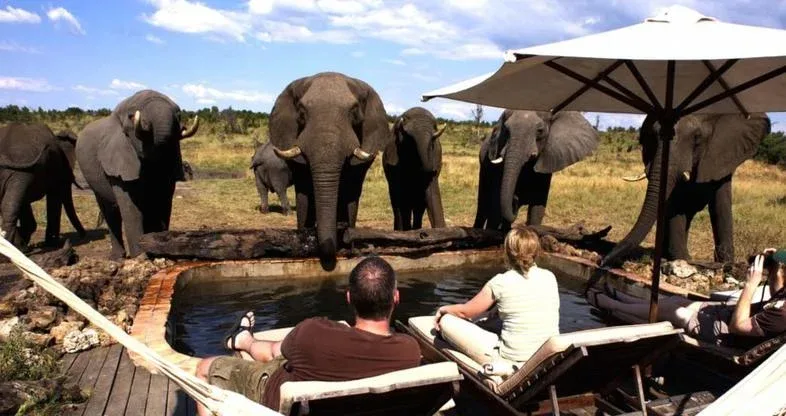 hwange-safari-lodge-elephant-by-pool