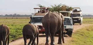 African Group Safaris