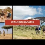 African Walking Safaris