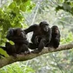 Chimp Trekking Tour