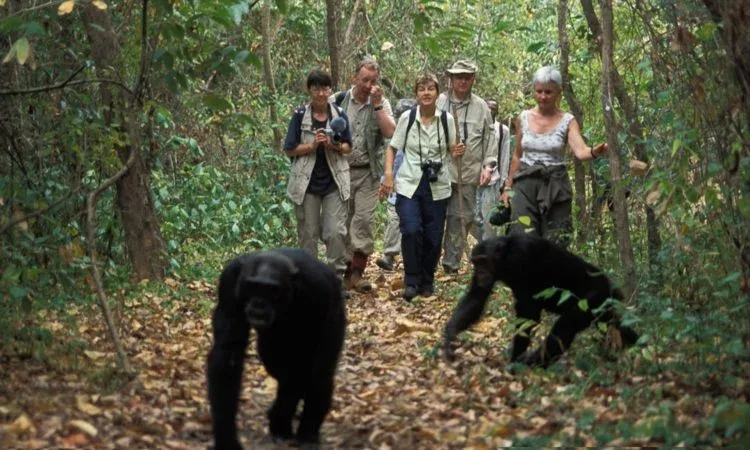 Chimpanzee-Tracking