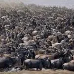 Great Migration Experience