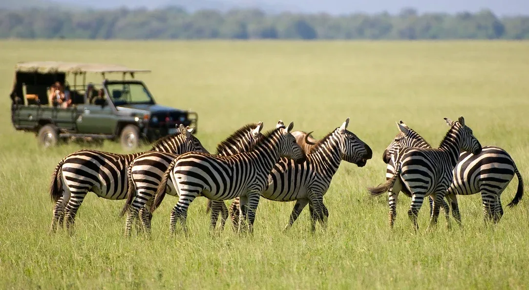 Kenya Budget Safari Tours