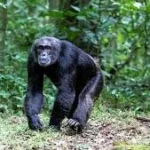 Rwanda Chimpanzee Trekking