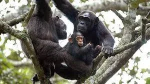 Rwanda Chimpanzee Trekking Package