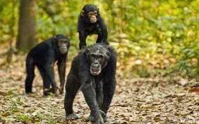 Rwanda Chimpanzee Trekking Tour