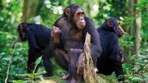 Rwanda Chimpanzee Trekking Tours