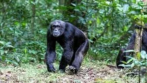 Rwanda Chimpanzee Trekking Tours Packages with Prices & Reviews