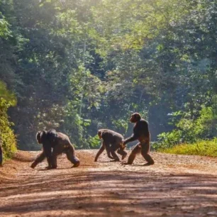 Tanzania Chimpanzee Trekking Tours with Package Prices & Reviews