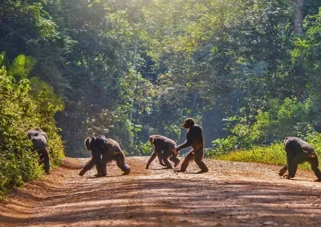 Tanzania Chimpanzee Trekking Tours with Package Prices & Reviews