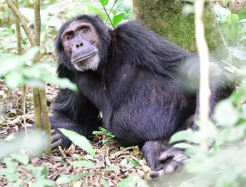 Tanzania Chimpanzee Trekking Tour