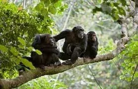 Tanzania Chimpanzee Trekking Tours